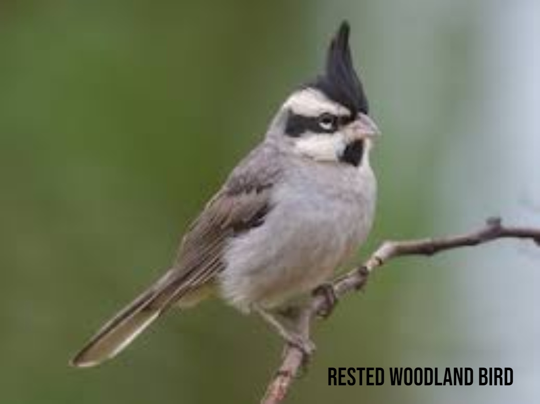 rested woodland bird