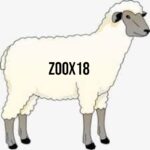 zoox18