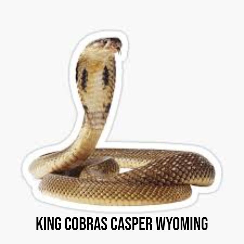 king cobras casper wyoming